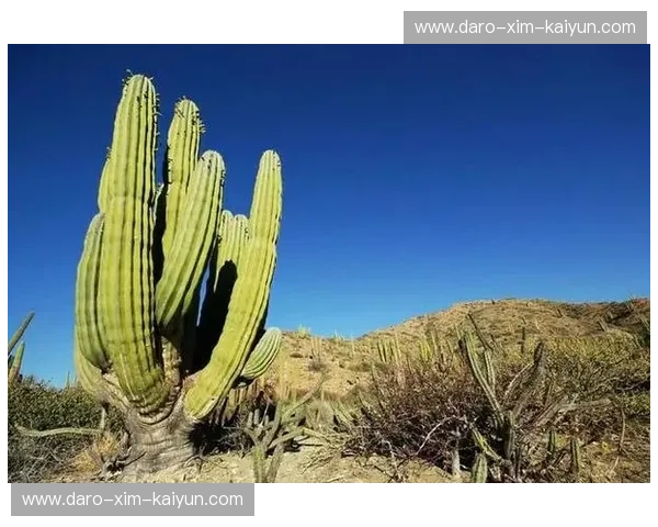 桑巴舞步碰撞仙人掌军团：巴西vs墨西哥，谁才是绿茵场上的终极主宰？